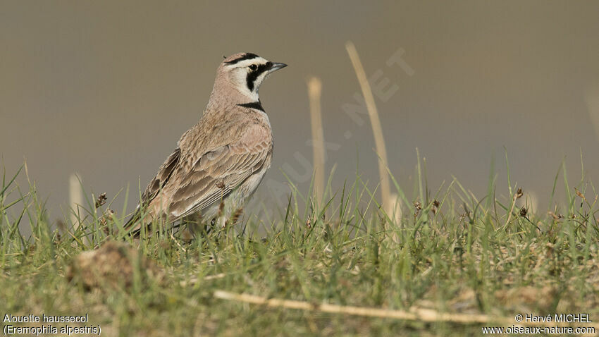 Horned Larkadult breeding