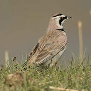 Horned Lark