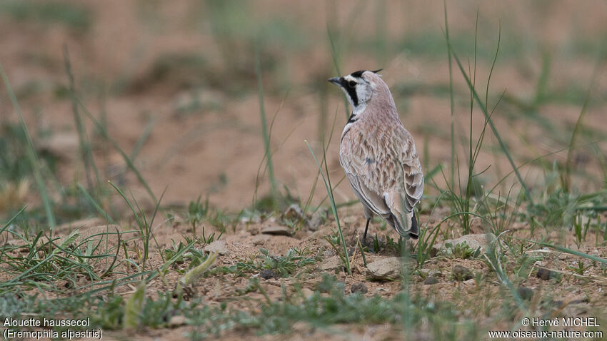 Horned Larkadult