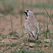 Horned Lark