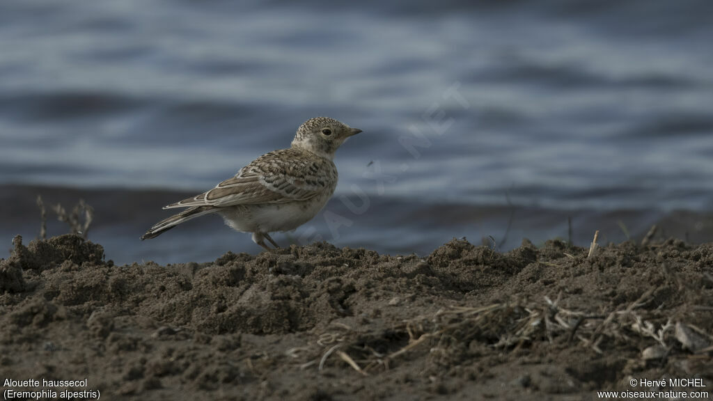 Alouette haussecoljuvénile