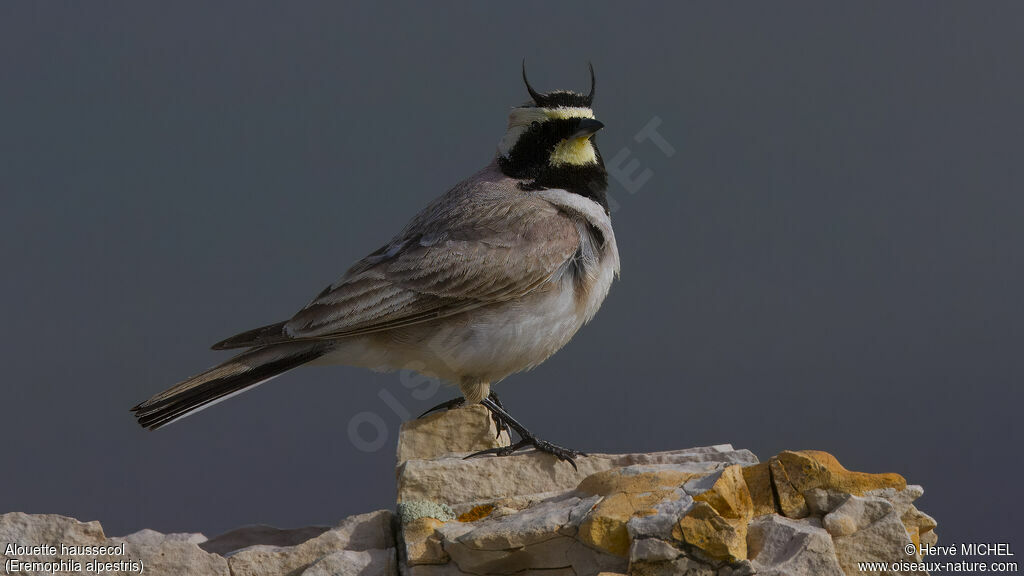 Horned Lark male adult breeding