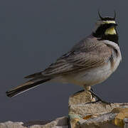 Horned Lark