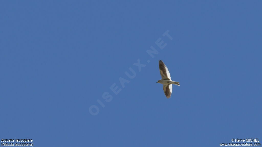 Alouette leucoptère mâle adulte