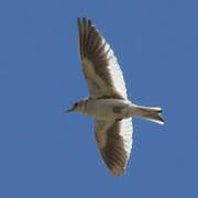 White-winged Lark