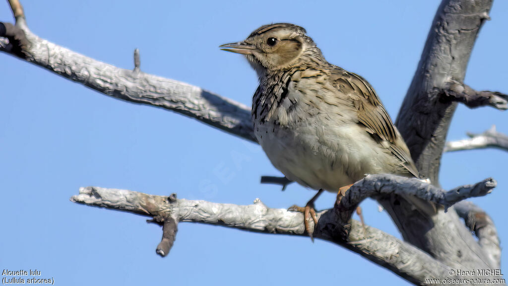 Woodlark male adult breeding