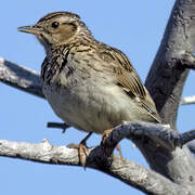 Woodlark