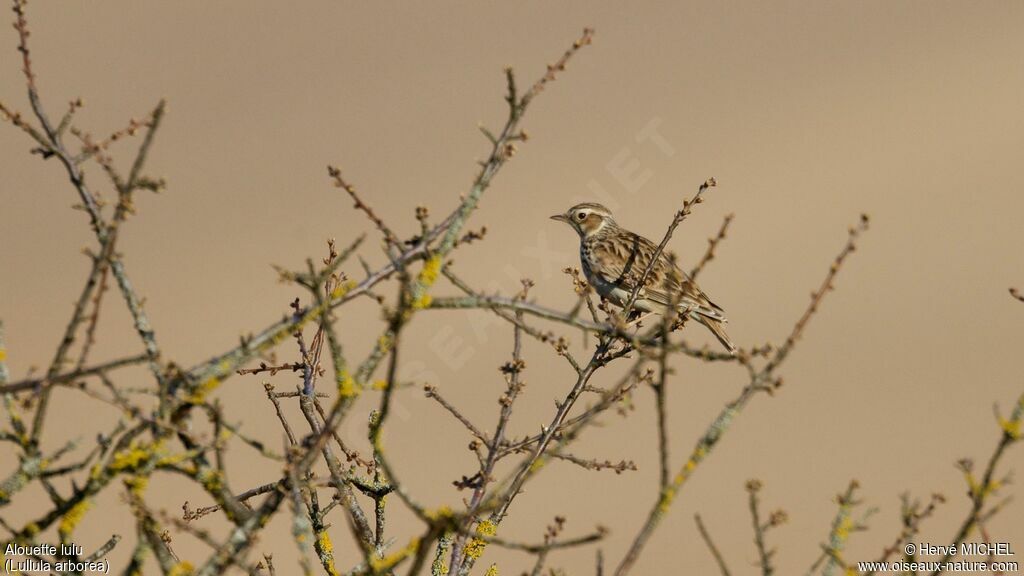 Woodlarkadult breeding