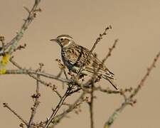 Woodlark