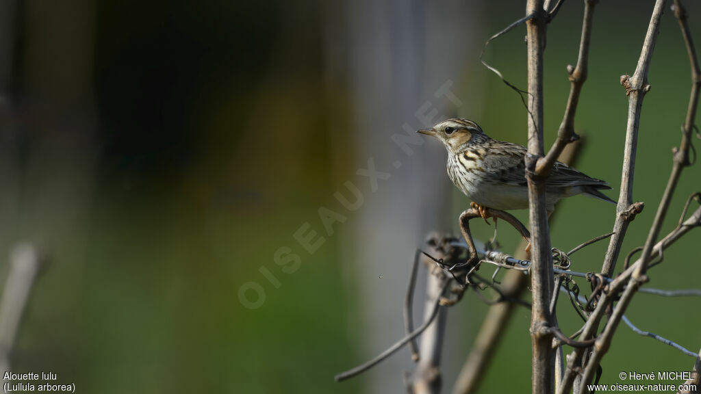 Woodlark