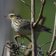 Woodlark