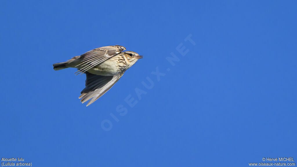 Alouette lulu