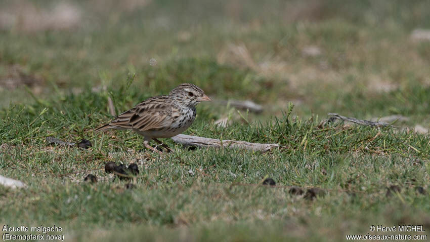 Madagascan Lark