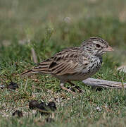 Madagascar Lark