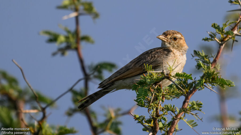 Monotonous Lark