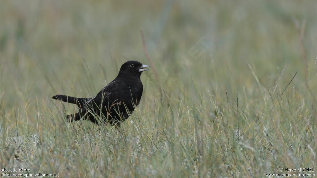 Black Lark male adult breeding