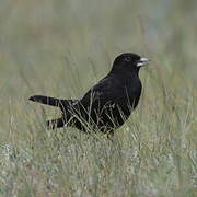 Black Lark