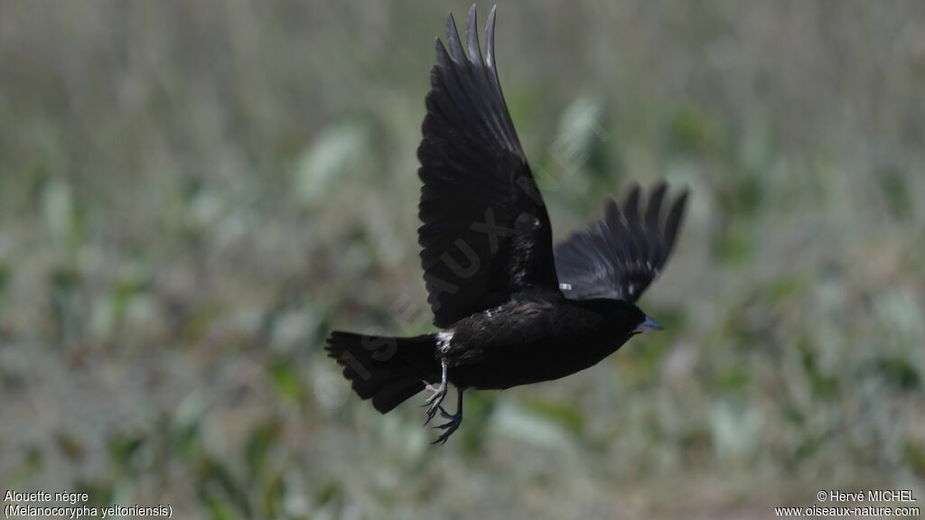 Black Lark male adult breeding