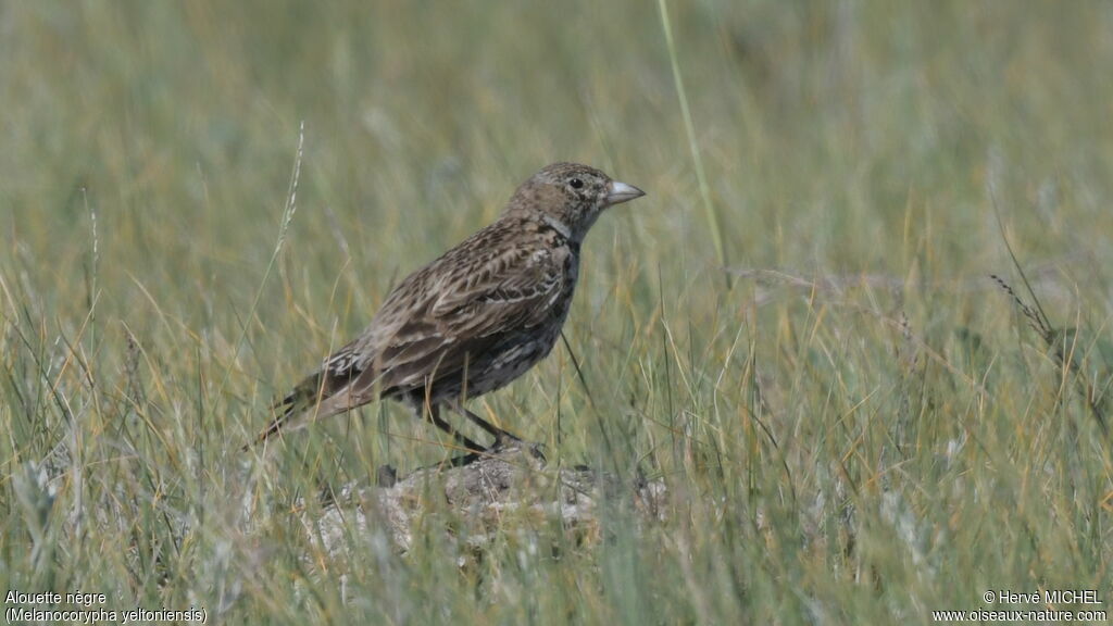 Black Lark female adult breeding