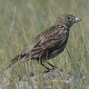 Black Lark