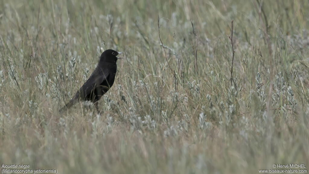 Black Lark male adult breeding