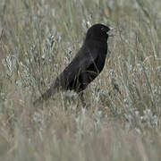 Black Lark