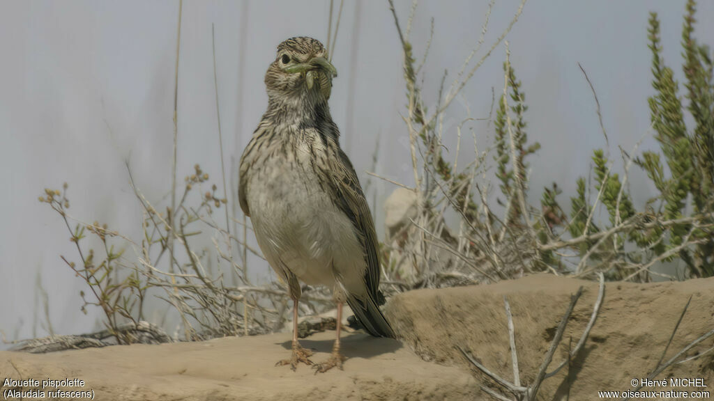 Mediterranean Short-toed Lark