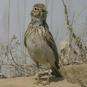 Mediterranean Short-toed Lark