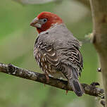 Amadine à tête rouge