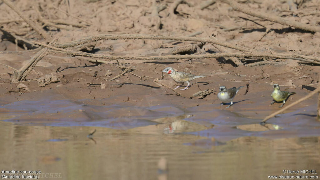 Cut-throat Finch