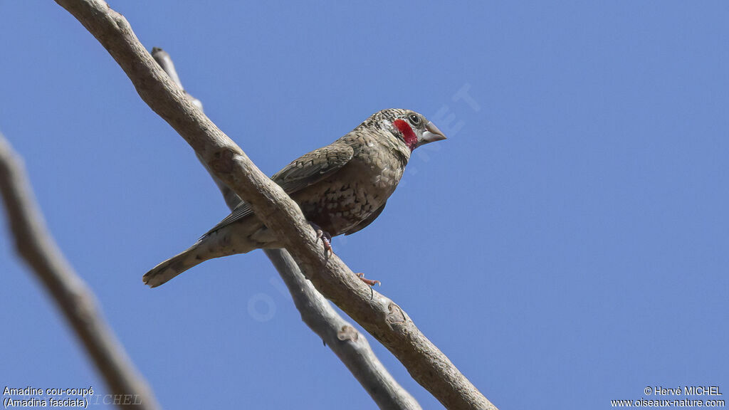 Cut-throat Finch