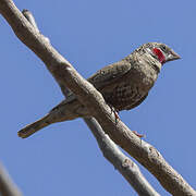 Cut-throat Finch