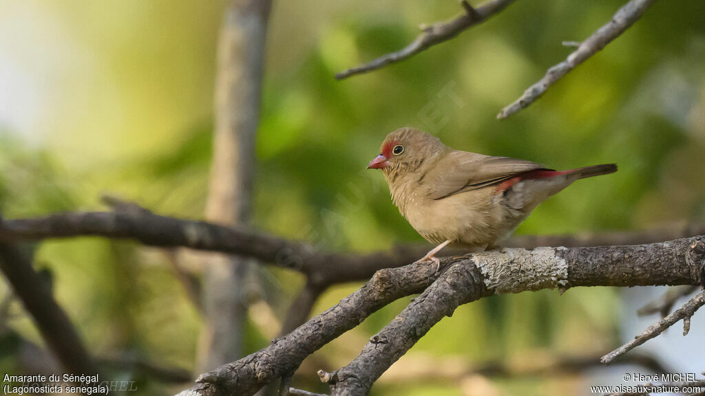 Red-billed Firefinch female