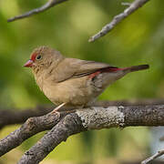 Red-billed Firefinch