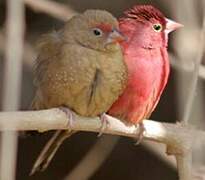 Red-billed Firefinch