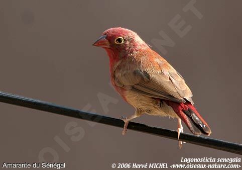 Red-billed Firefinch