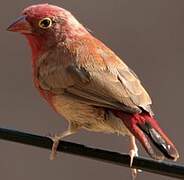 Red-billed Firefinch