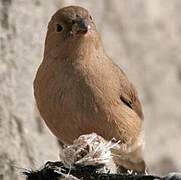 Red-billed Firefinch