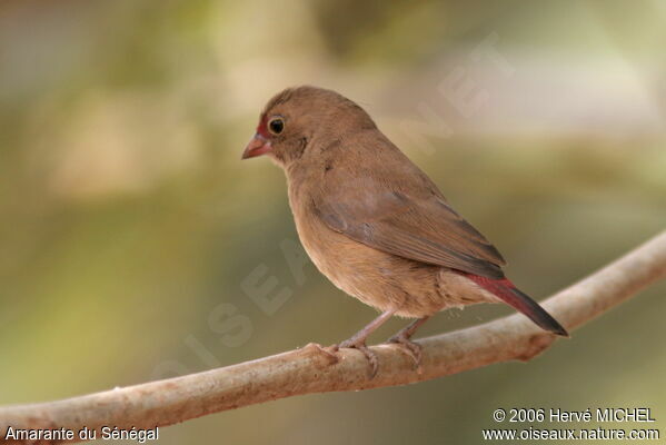 Red-billed Firefinch