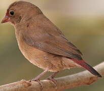 Red-billed Firefinch