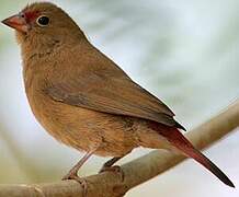 Red-billed Firefinch