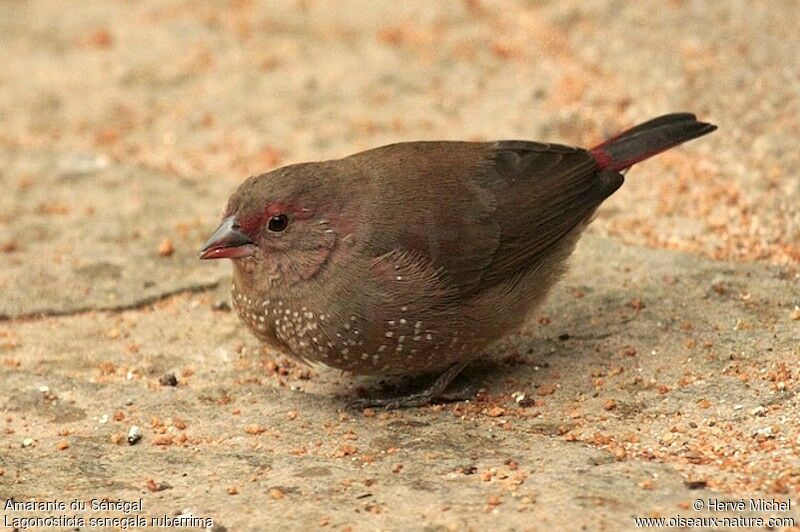 Red-billed Firefinch female adult