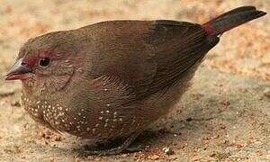 Red-billed Firefinch