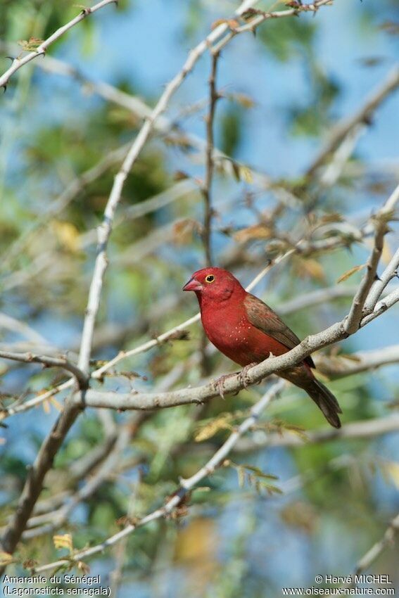 Red-billed Firefinch male adult