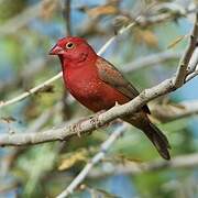 Red-billed Firefinch