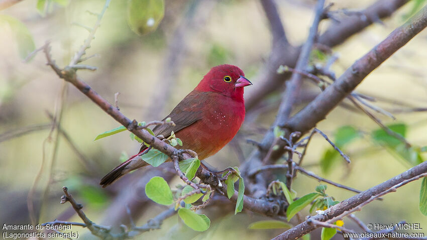 Red-billed Firefinch male adult breeding