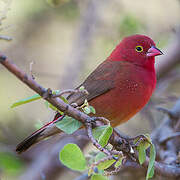 Red-billed Firefinch