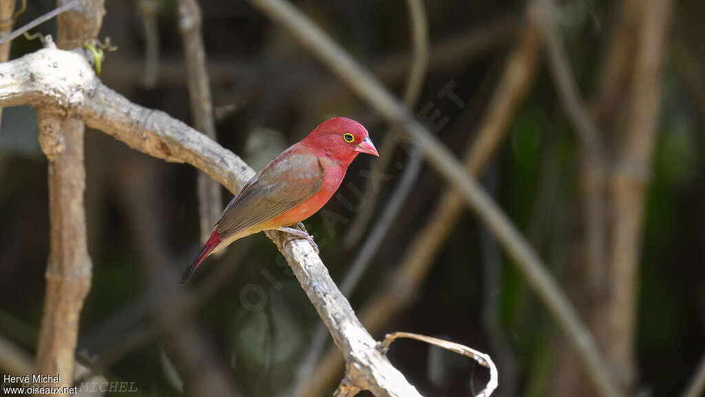 Amarante du Sénégal mâle adulte, identification