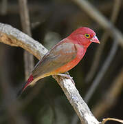 Red-billed Firefinch