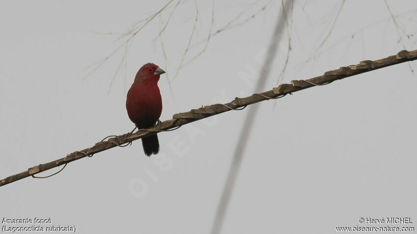 African Firefinch male adult